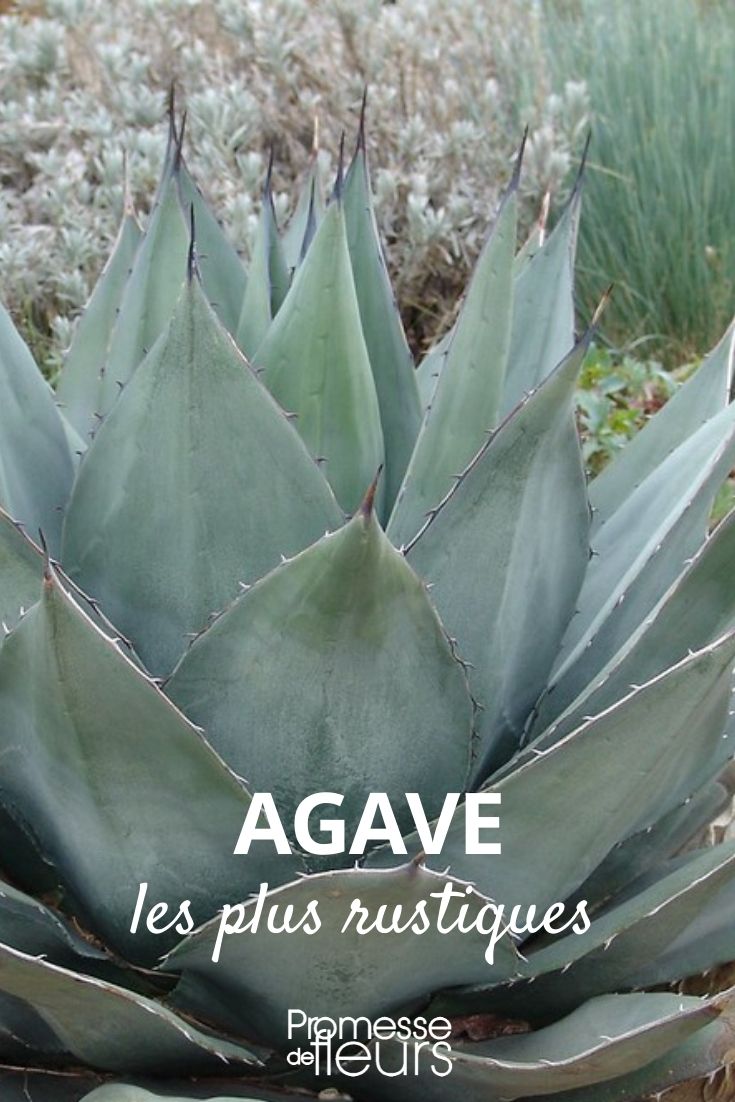 agave rustique