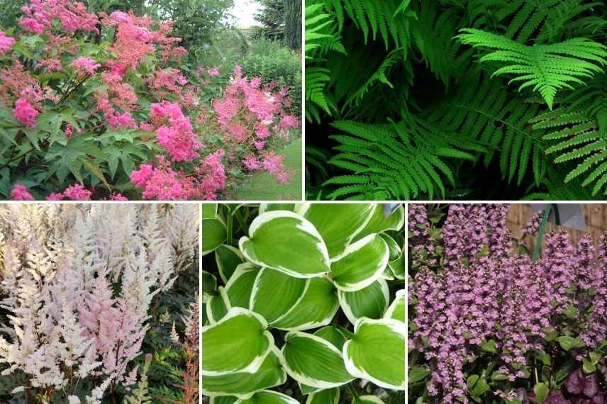 associer le bugle rampant, idées d'association pour l'ajuga en jardin d'ombre