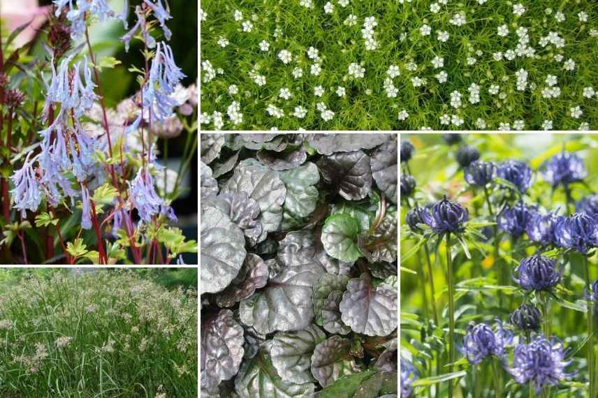 associer le bugle rampant en rocaille, idées d'association pour l'ajuga