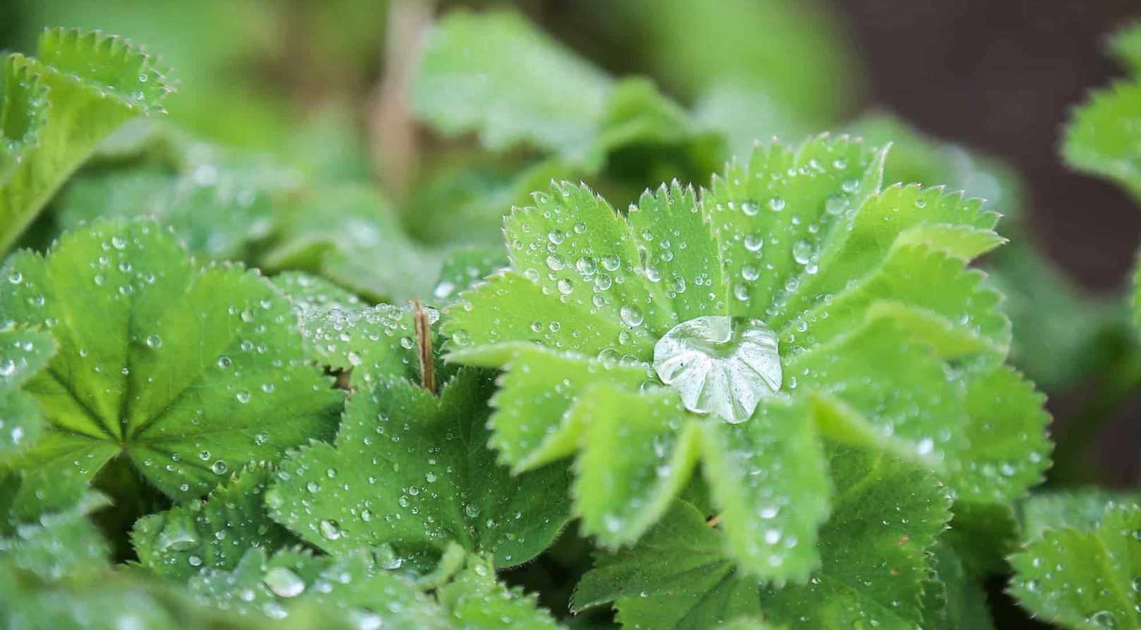 Comment choisir une alchémille ?