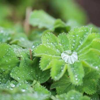 Alchemilla mollis - Alchémille molle - Génial Végétal