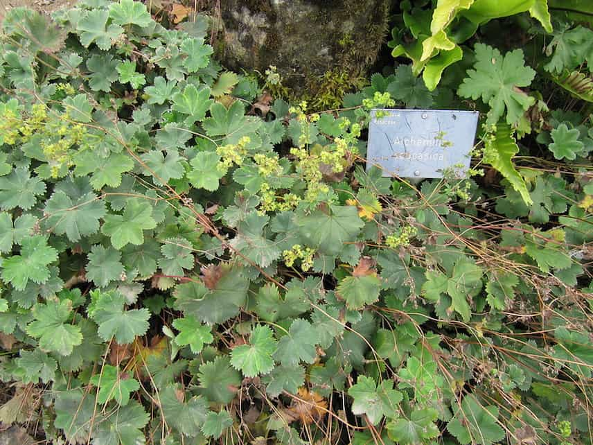 alchemilla caucasina