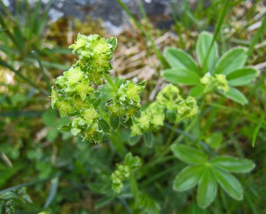 alchémille alpine 