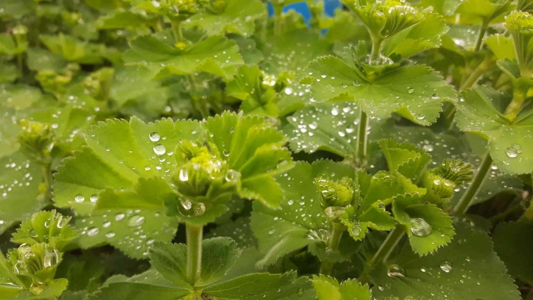 TISANE BIO ALCHÉMILLE (Alchemilla vulgaris)