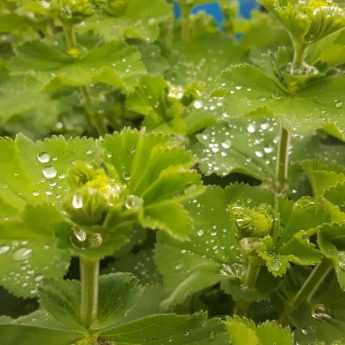 Alchemilla mollis - Alchémille molle - Génial Végétal