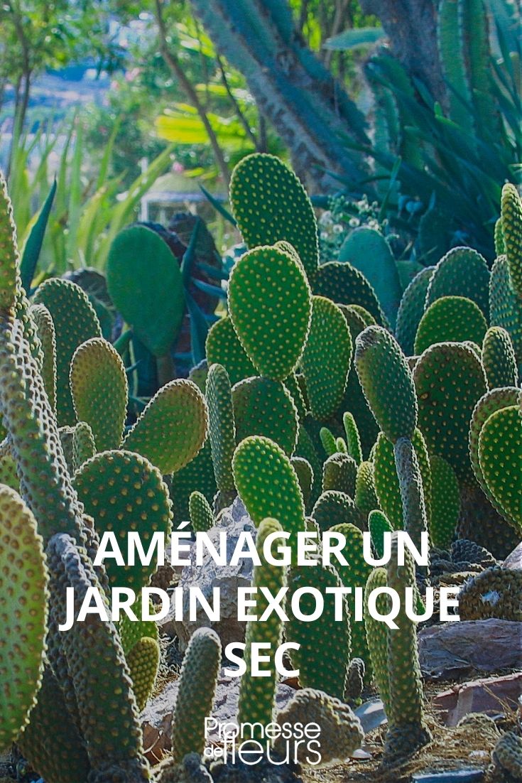 jardin exotique sec : conseils d'aménagement et plantes emblématiques