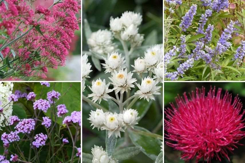 associer l'anaphalis, attirer les insectes butineurs, Immortelle de l’Himalaya, Immortelle d’Argent, Bouton d’Or des Alpes