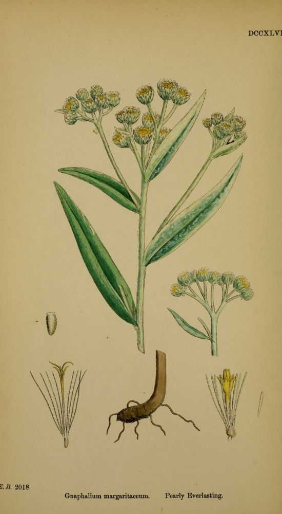 illustration botanique anaphalis, description immortelle d'argent