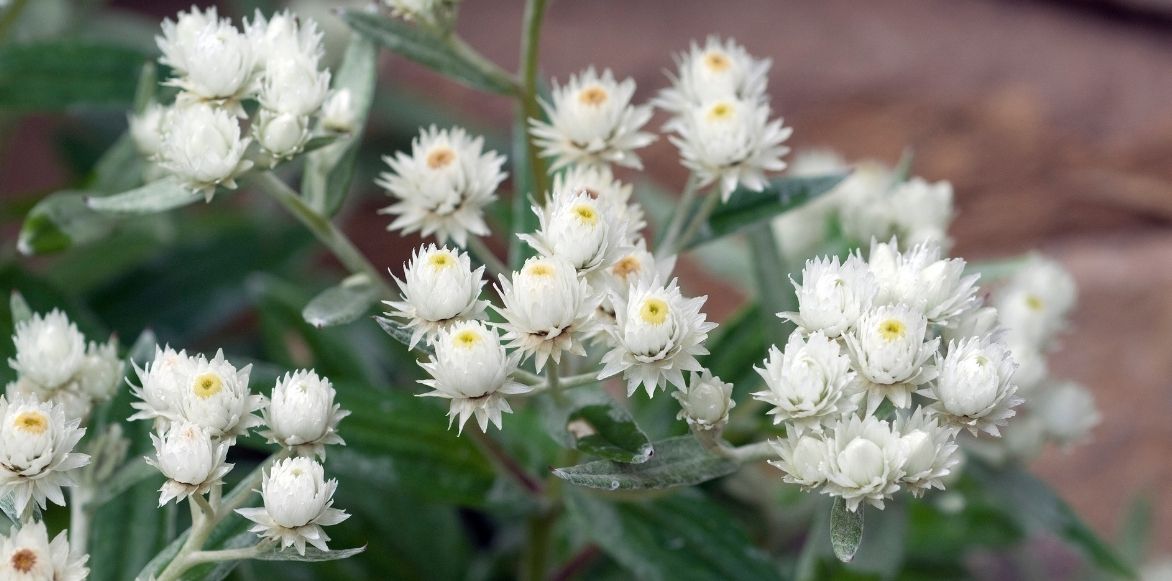 immortelle d'argent, vivace feuillage gris argenté