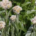 Anaphalis, Immortelle d'argent : plantation, culture, entretien