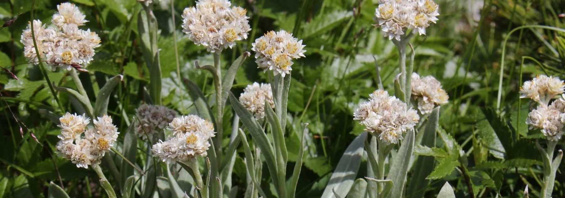 Anaphalis, Immortelle d'argent : plantation, culture, entretien