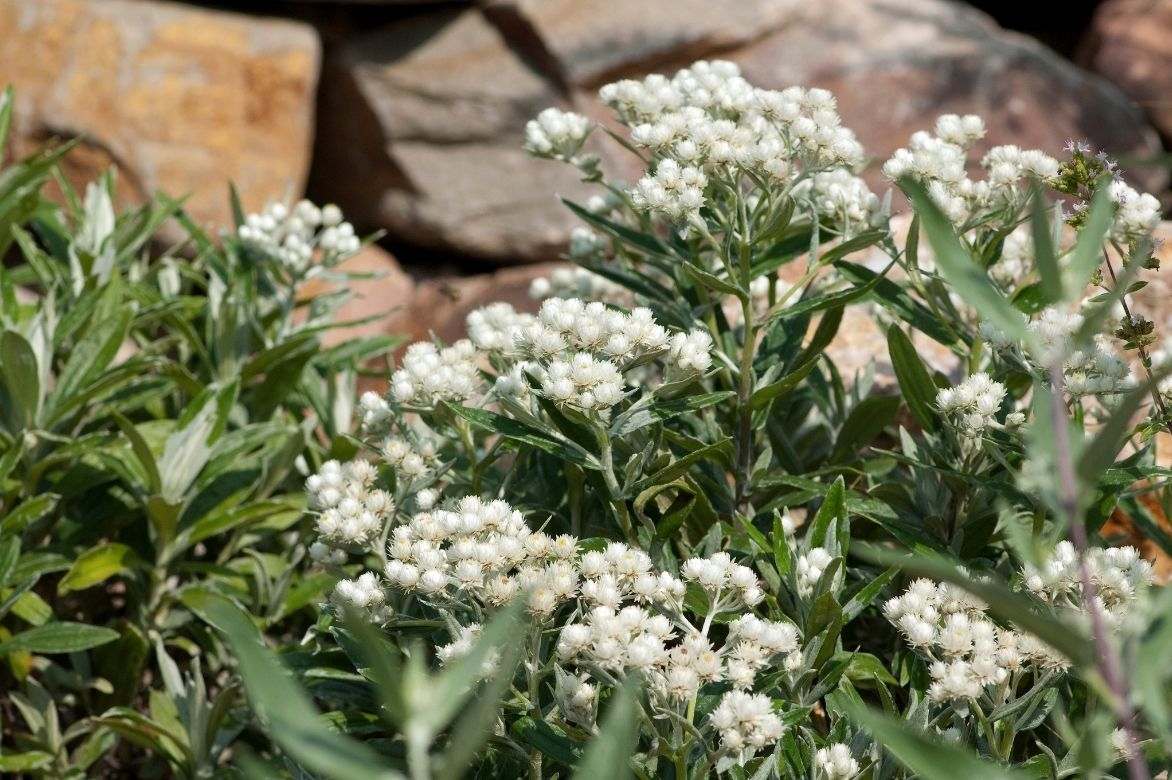 planter immortelle d'argent, anaphalis rocaille, planter anaphalis