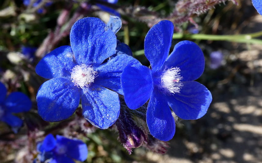 Anchusa azurea