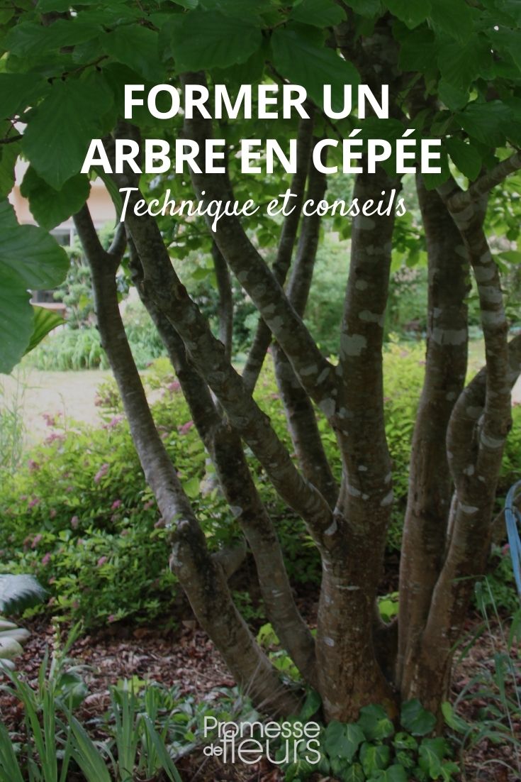 former un arbre en cépée