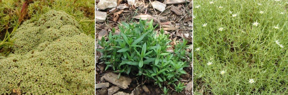 feuille sabline, arenaria différences feuilles