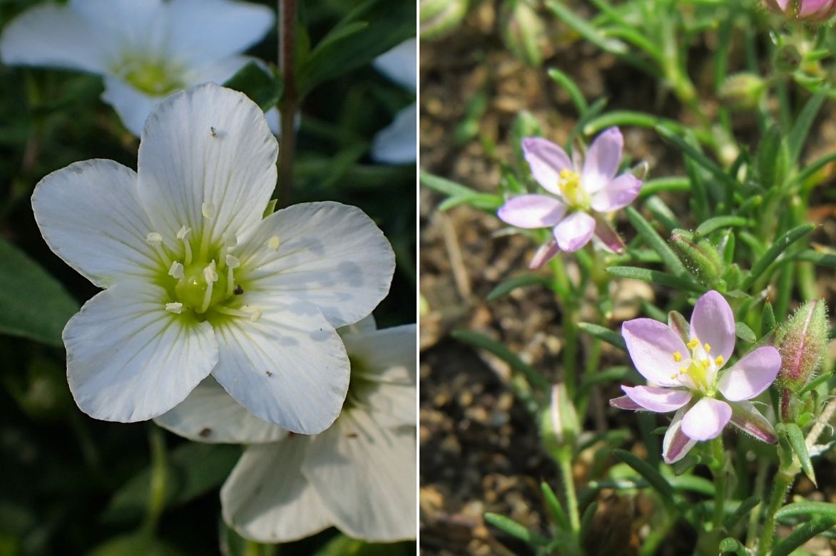 fleur sabline, fleur arenaria couleur