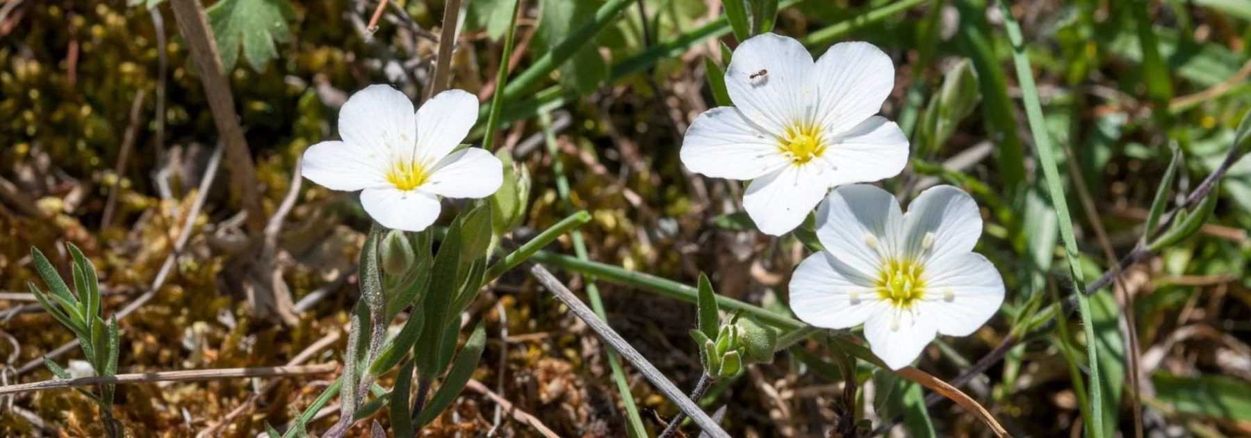 Arenaria, Sabline : plantation, culture, entretien