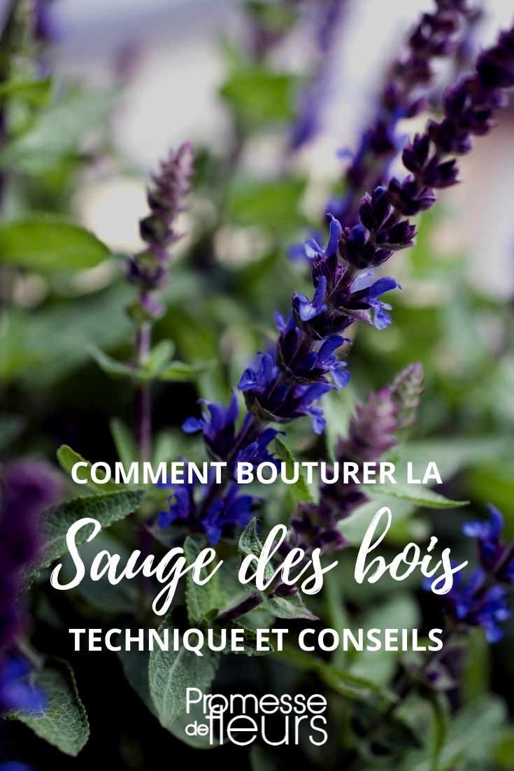 bouturer la sauge des bois