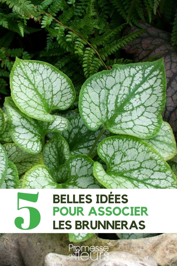 brunnera : 5 idées d'association