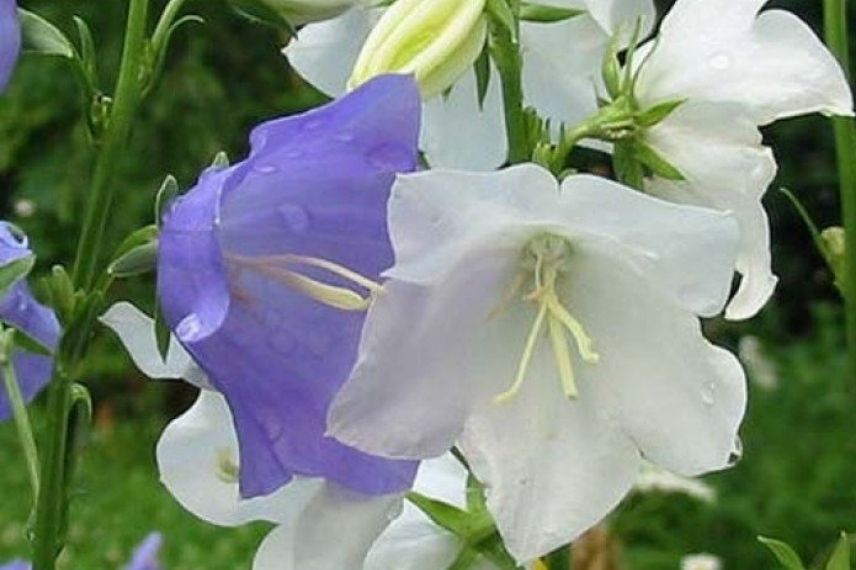 Campanula persicifolia