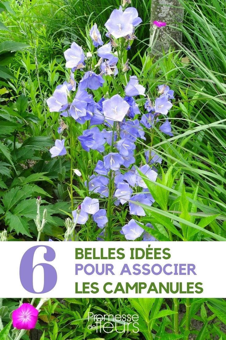 associer les campanules