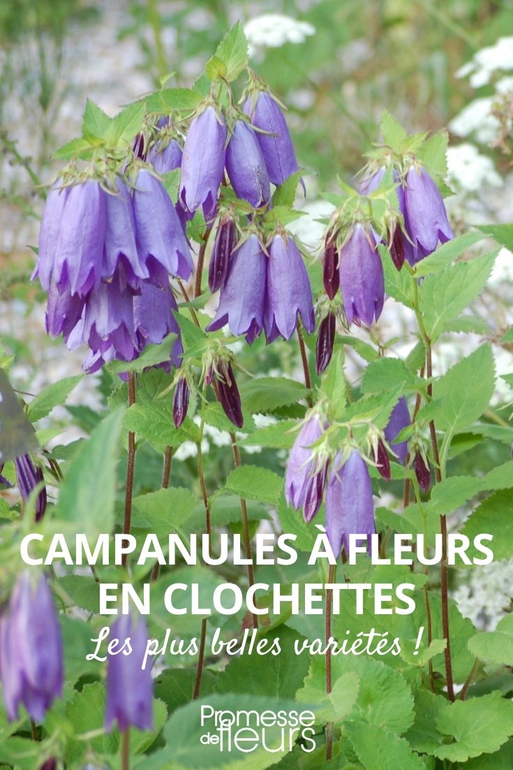 Campanules à fleurs en clochettes - Promesse de Fleurs