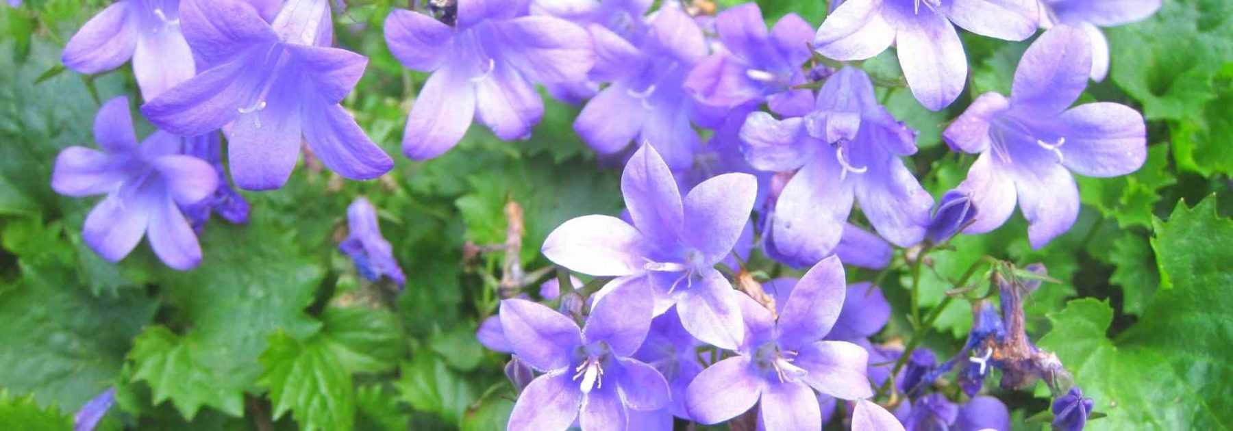 7 campanules à fleurs étoilées