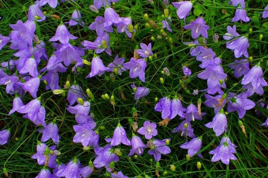 La floraison de la campanule à feuilles rondes