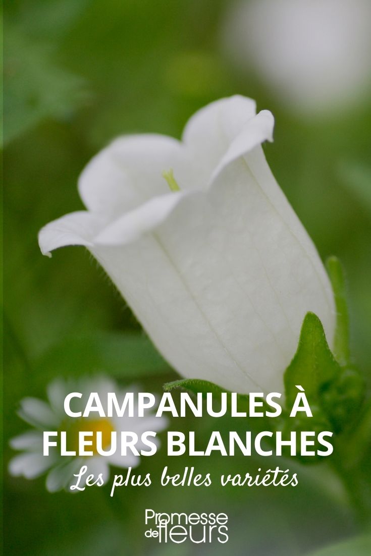 campanules blanches