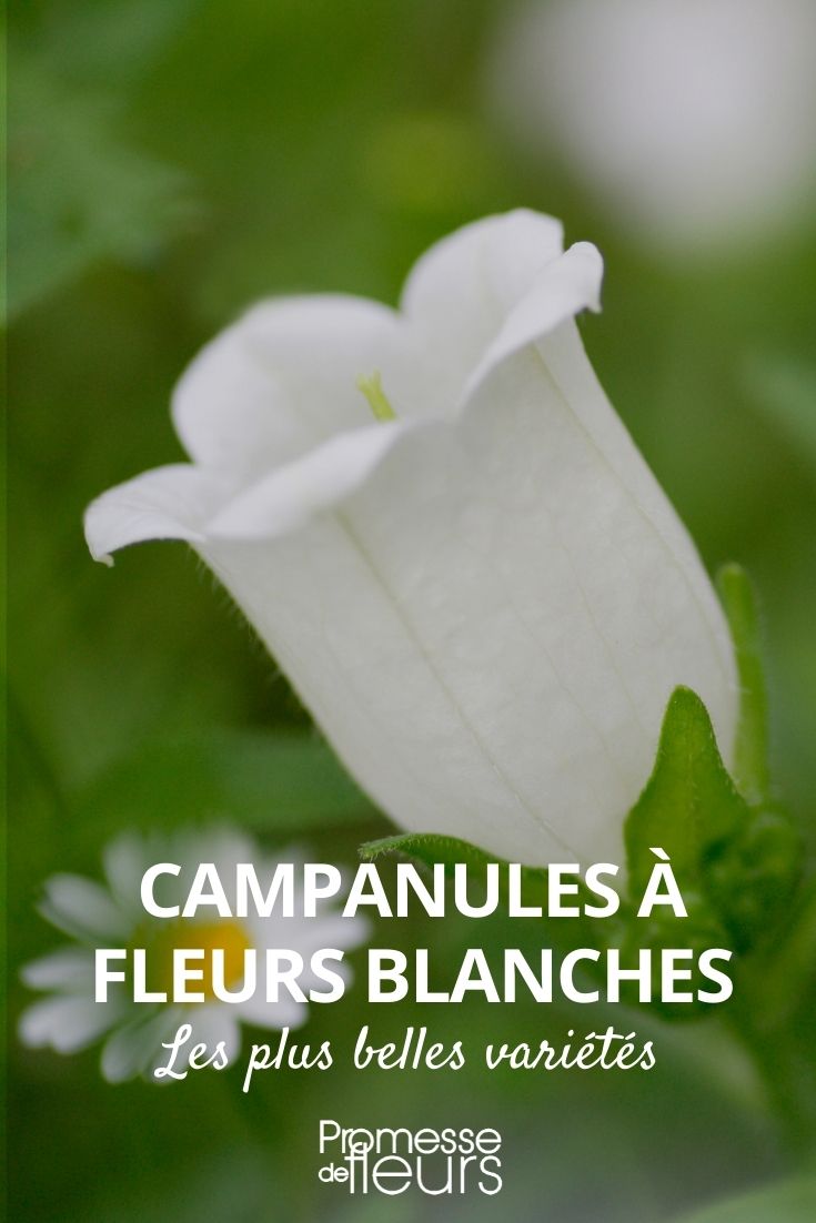 Les 6 plus belles campanules à fleurs blanches - Promesse de Fleurs