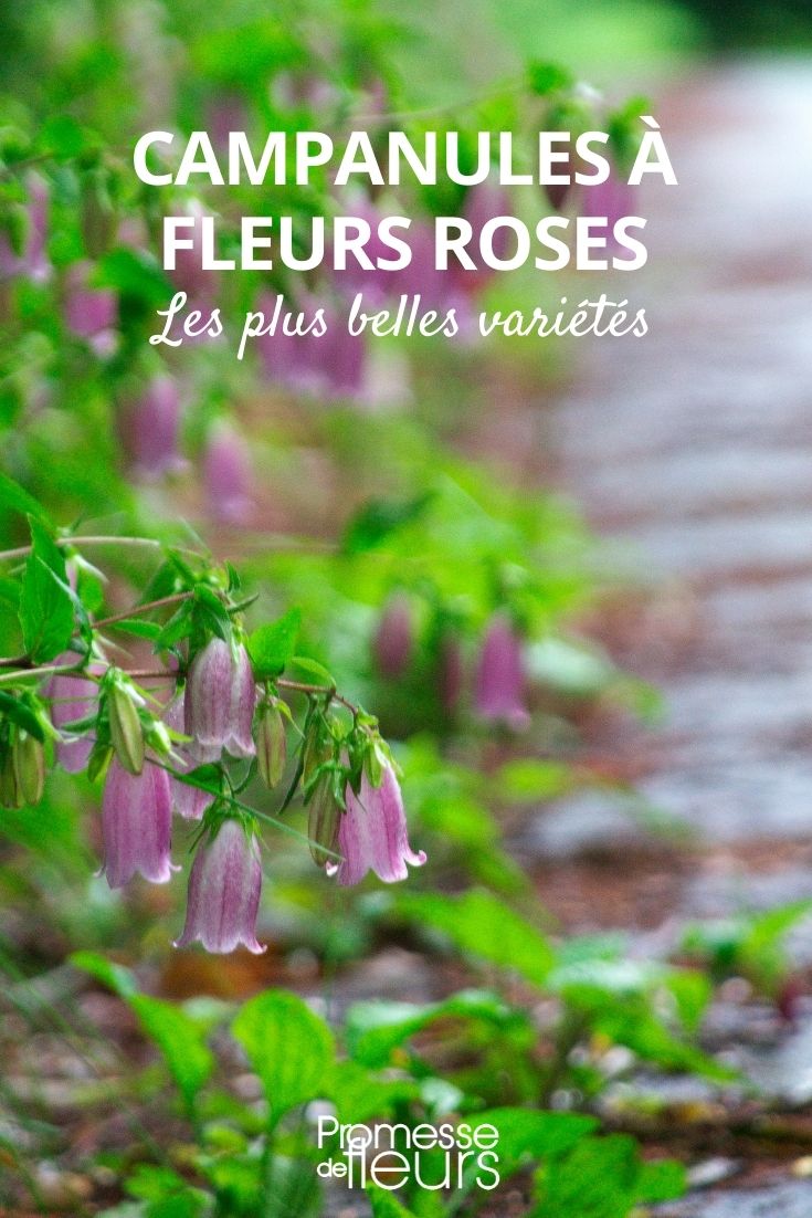 campanule fleurs roses