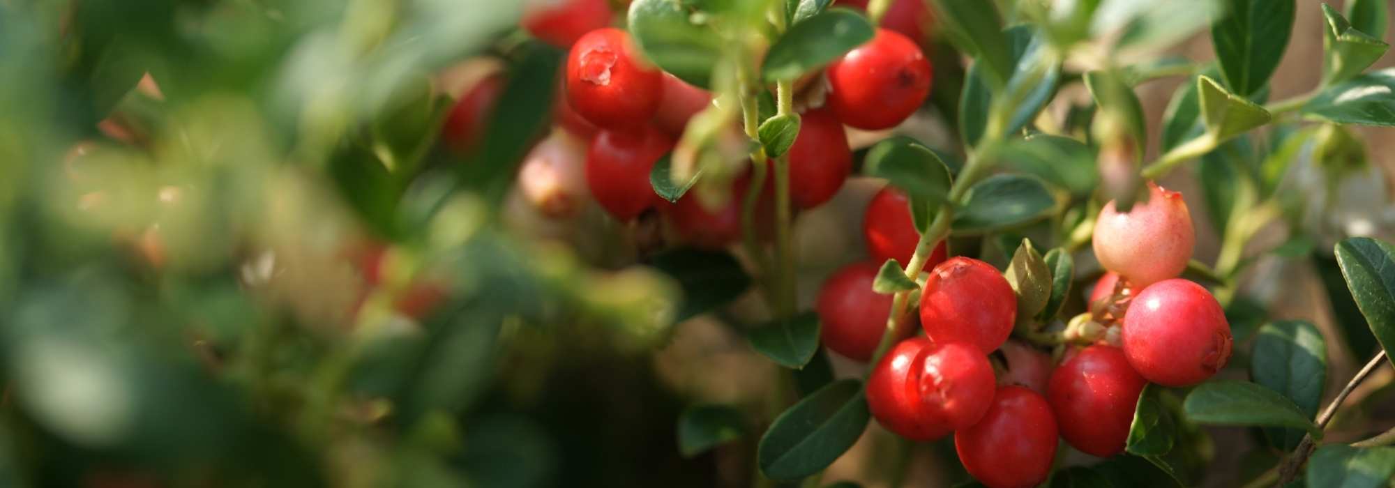 Canneberge, cranberry : plantation, récolte, bienfaits