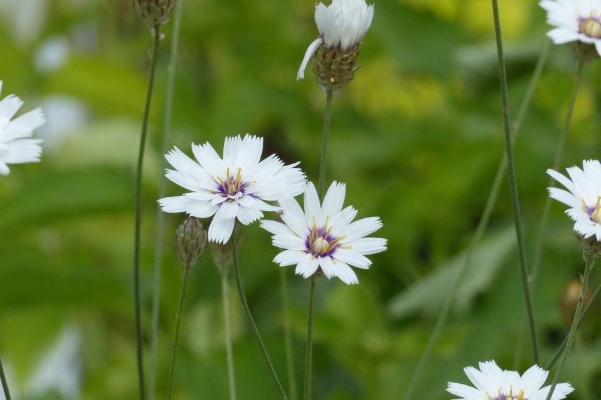 cupidone à fleurs blanches, cultiver la catananche en pot