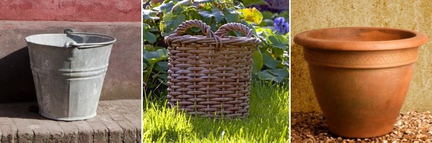 pot pour la catananche, planter cupidone en pot