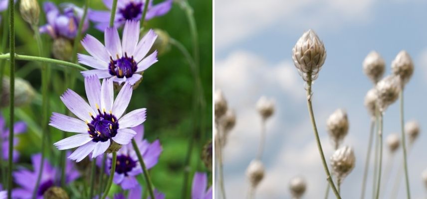 cultiver la cupidone en pot, culture de la catananche, fleurs bleu lavande, fleurs pour bouquets secs