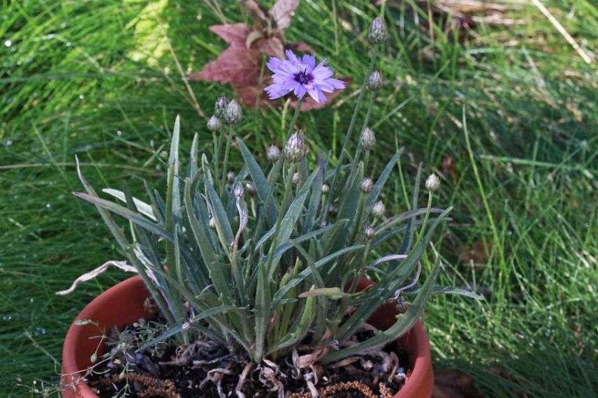 cupidone en pot, planter la catananche en pot