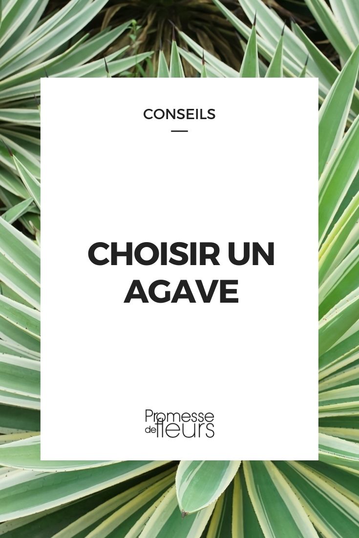 Agave : guide d'achat