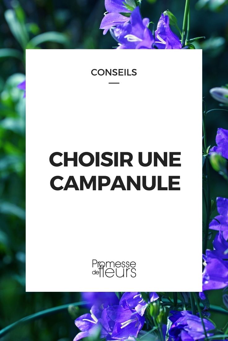 choisir une campanule