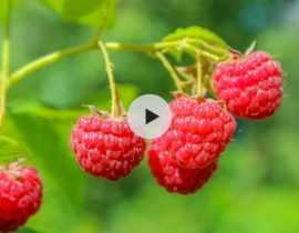 Comment choisir ses framboisiers ? Nos conseils en vidéo