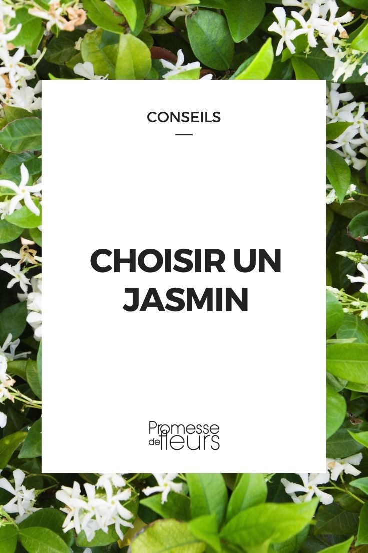 choisir un jasmin