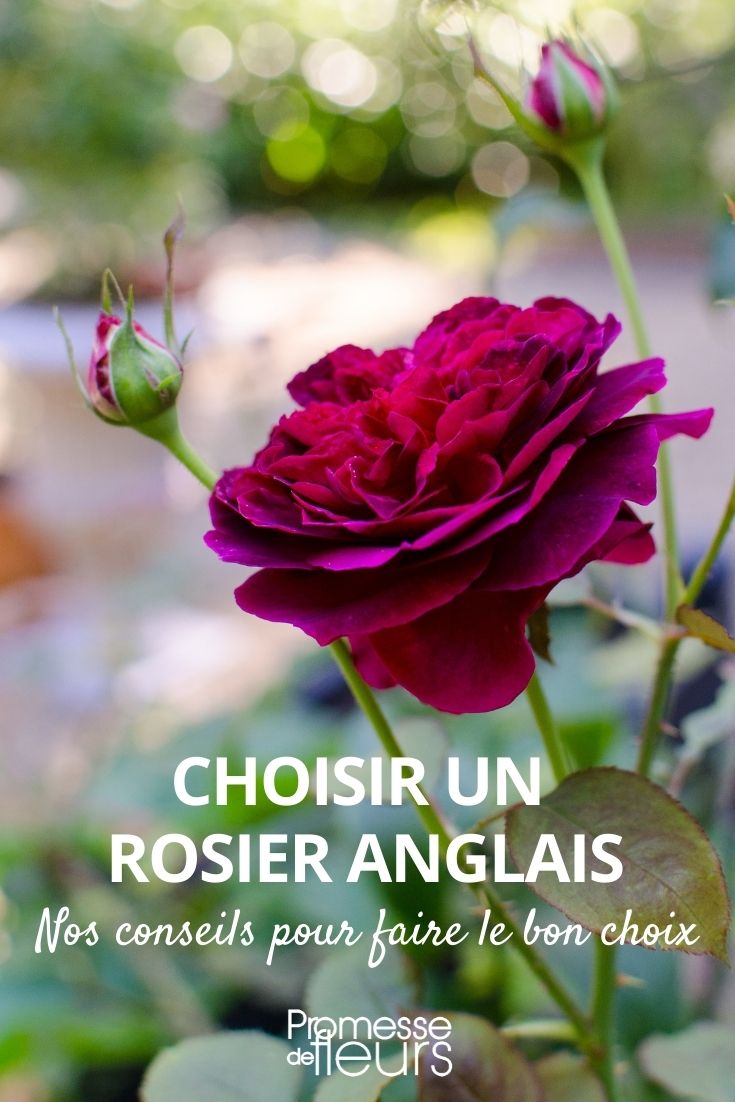 Guide d'achat : rosier anglais austin