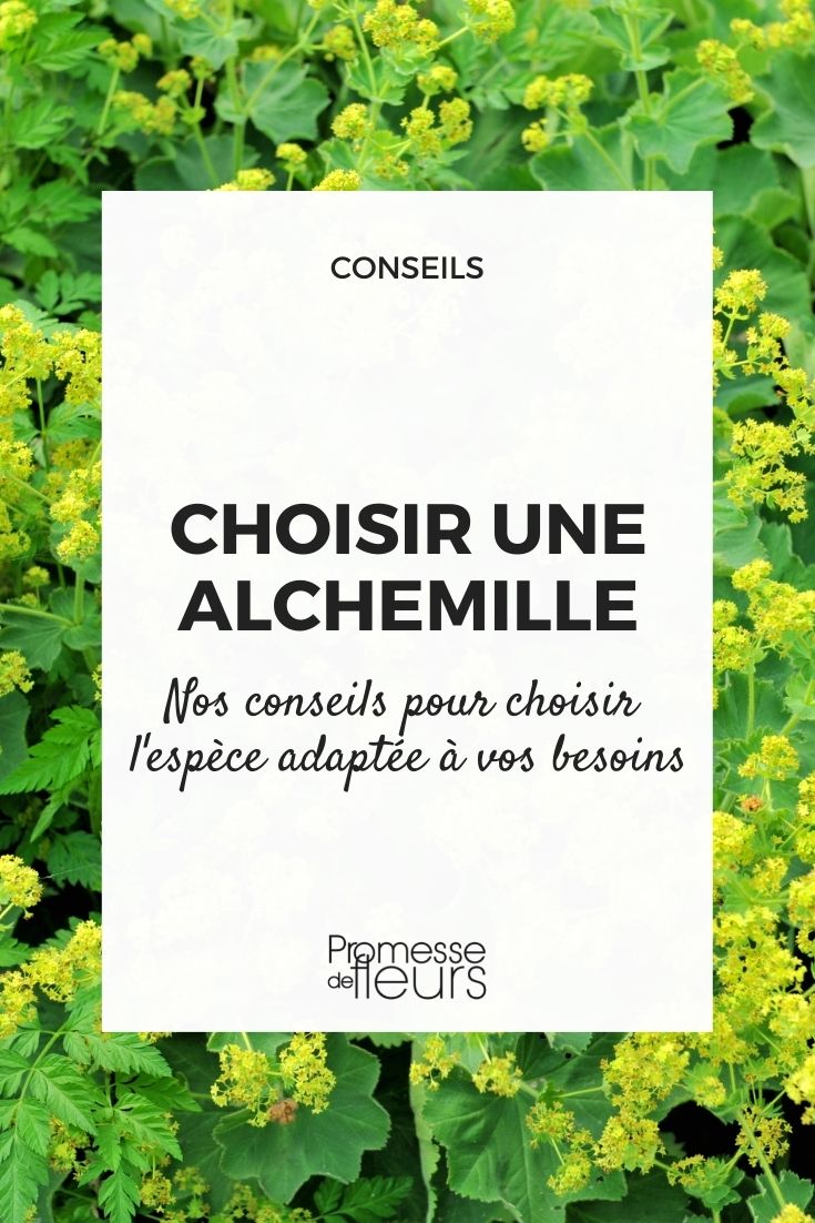 Choisir son ail : guide d'achat - Promesse de Fleurs