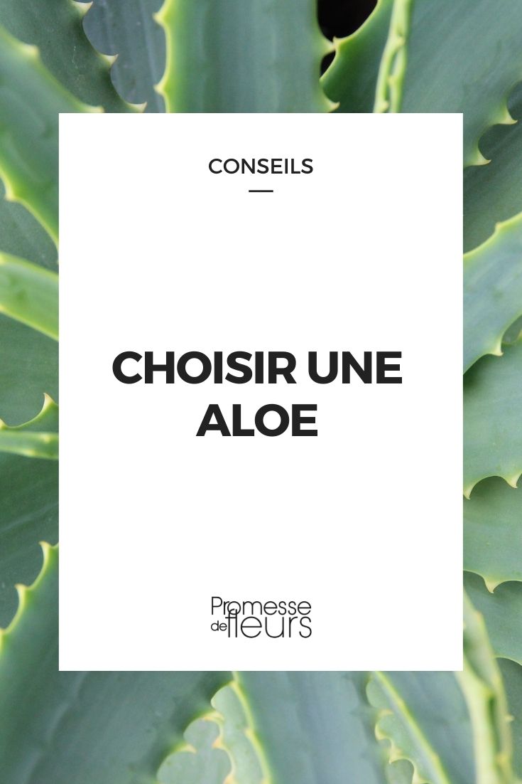 choisir une aloe