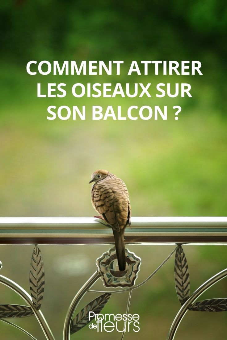 La mangeoire à oiseaux suspendue et le bain d'oiseaux - avec support de  balcon en