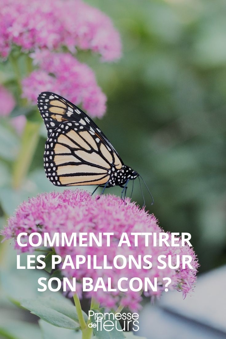 Attirer les papillons au jardin