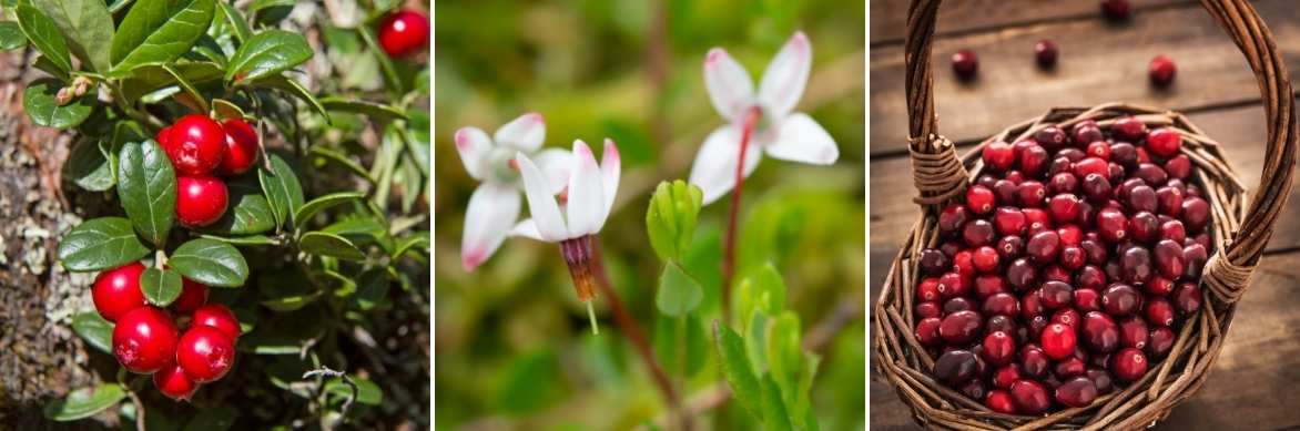 Vaccinium macrocarpon, canneberge, cranberry