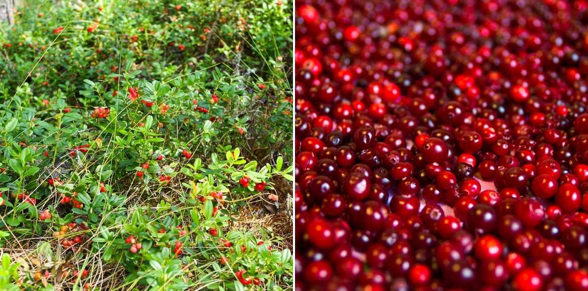 Vaccinium macrocarpon, canneberge, cranberry