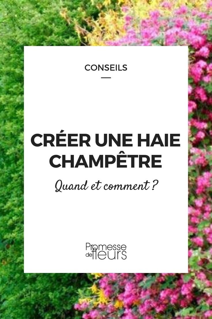 créer haie bocagère