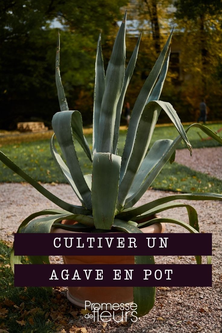 cultiver l'agave en pot