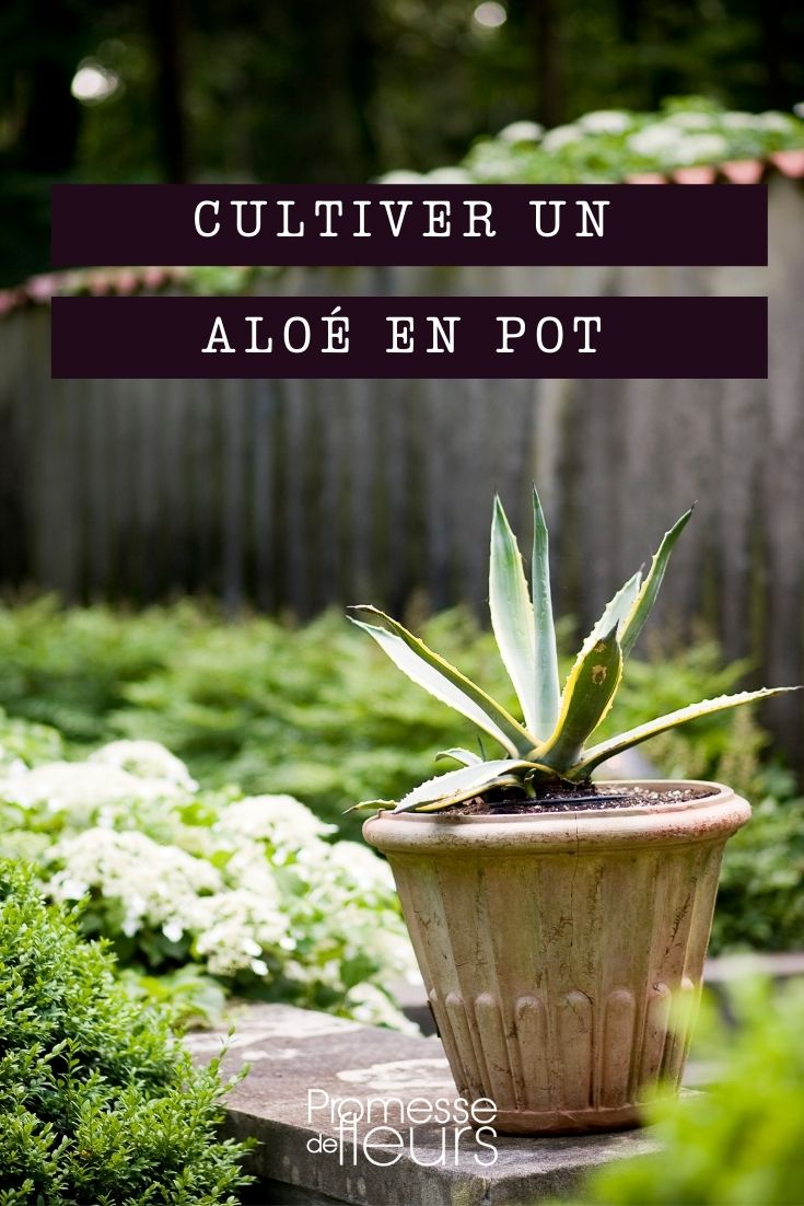 planter un aloe en pot